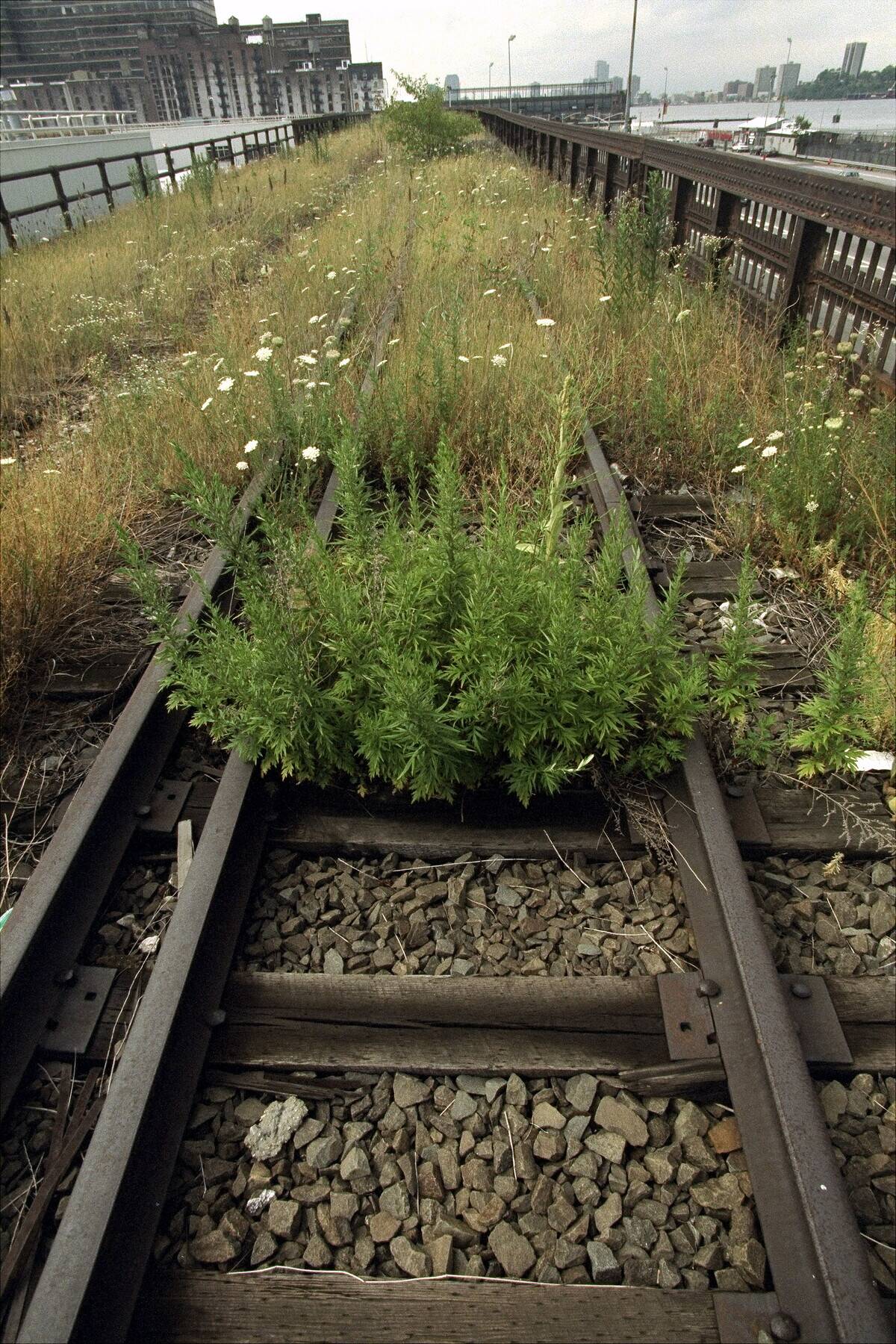 Wildflowers, high grass and weeds grow on the tracks of the