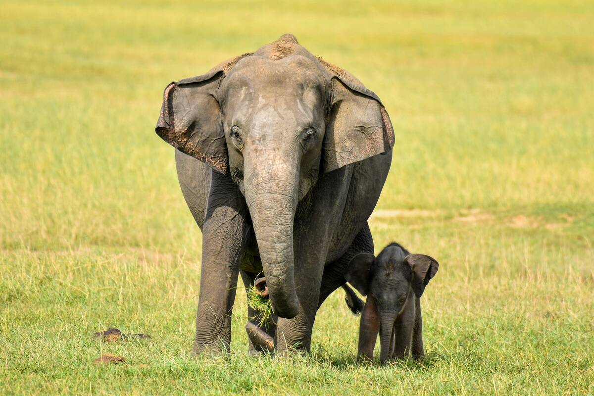 Wildlife Attractions In Sri Lanka - Kaudulla National Park