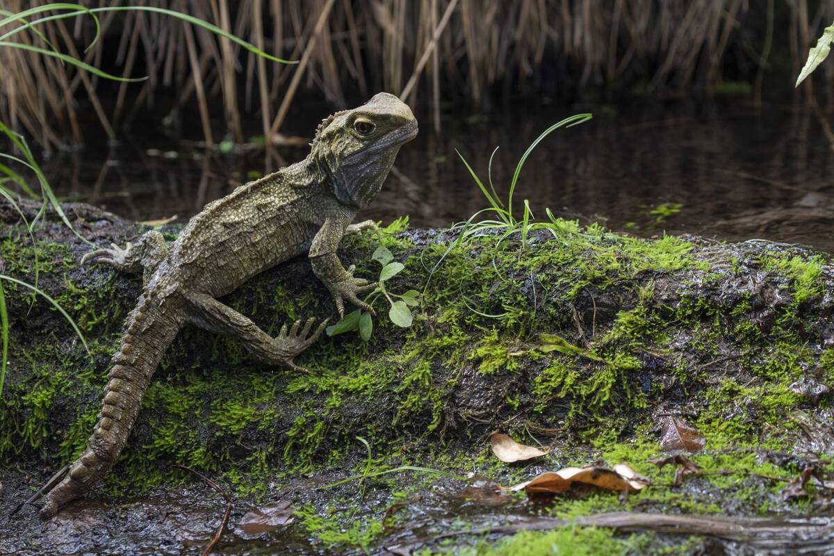 Willowbank Wildlife Reserve In New Zealand