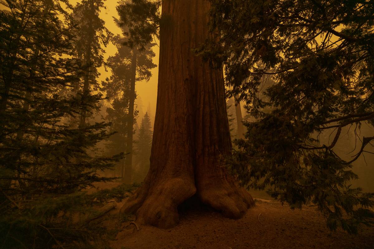 Windy Fire Burning In Central California Threatens Sequoia Trees