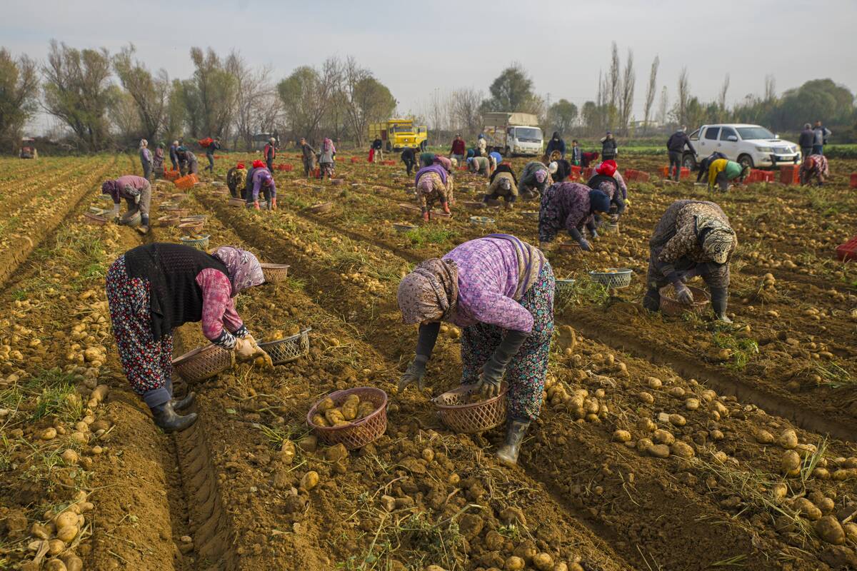 Winter potato harvest in the Izmir's Odemiz Plain, Turkiye