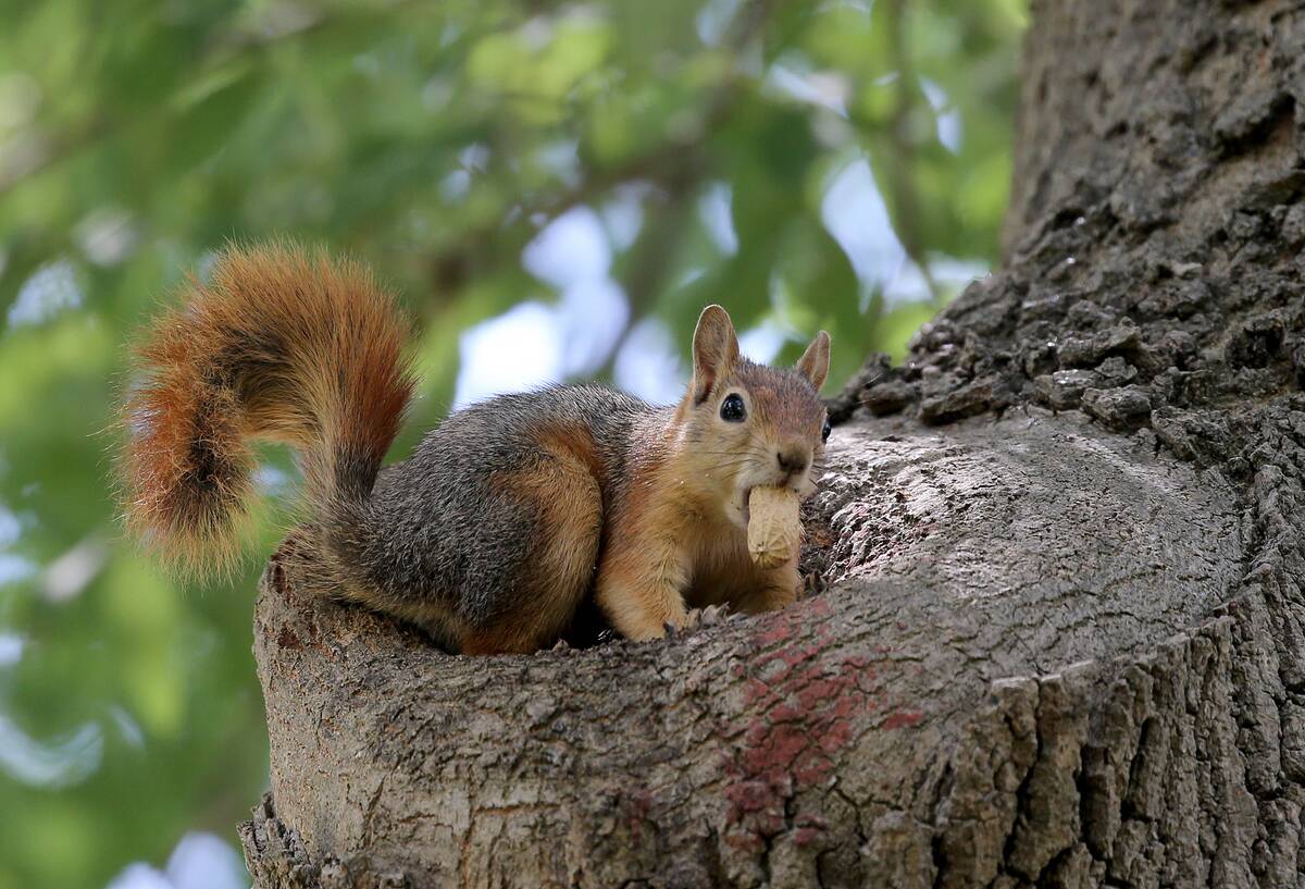 Winter preparation of squirrels in Istanbul