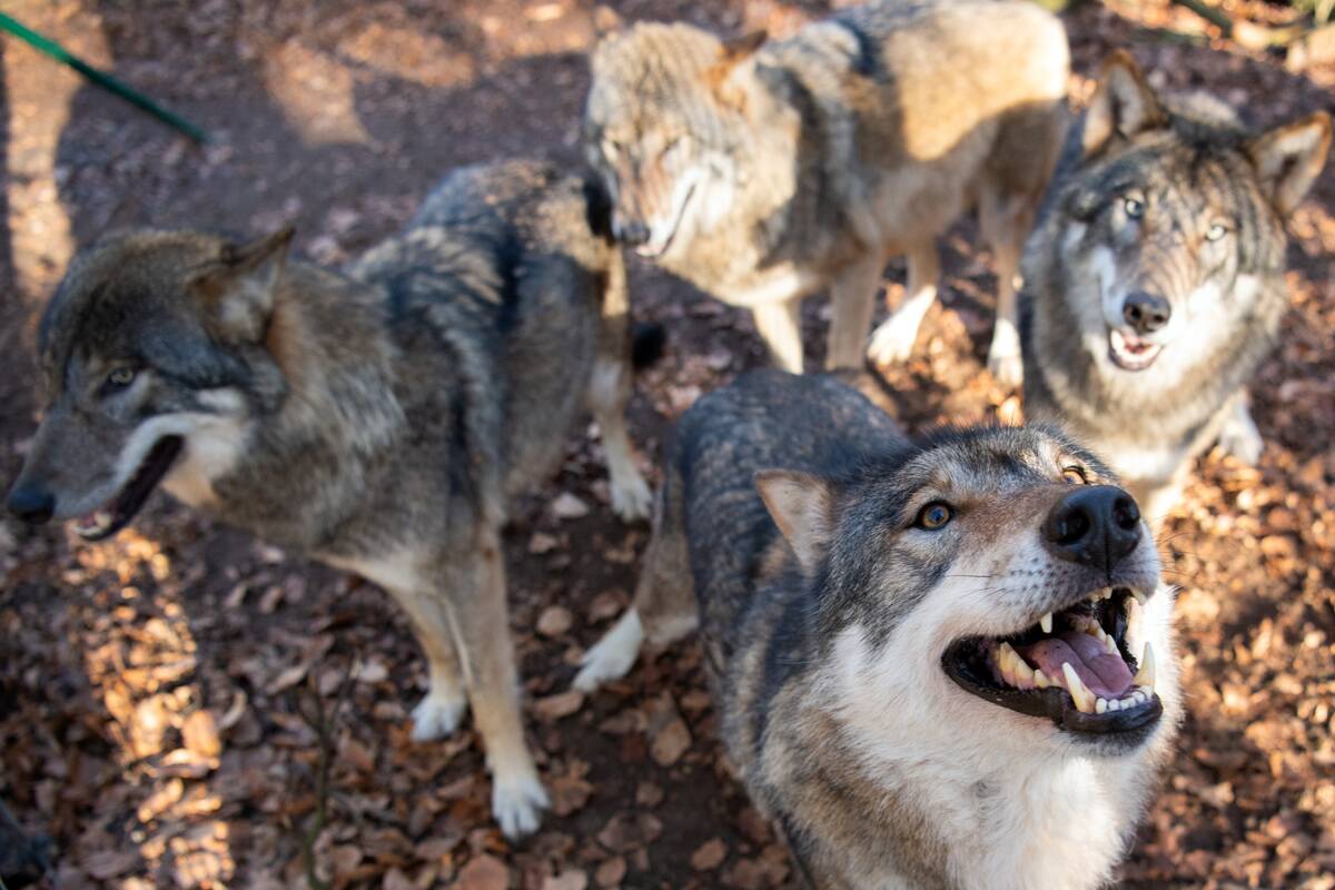 Wolves in the animal park Kunsterspring