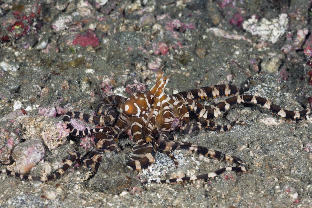 Wonderpus Octopus, Wunderpus photogenicus, Lembeh Strait, North Sulawesi, Indonesia