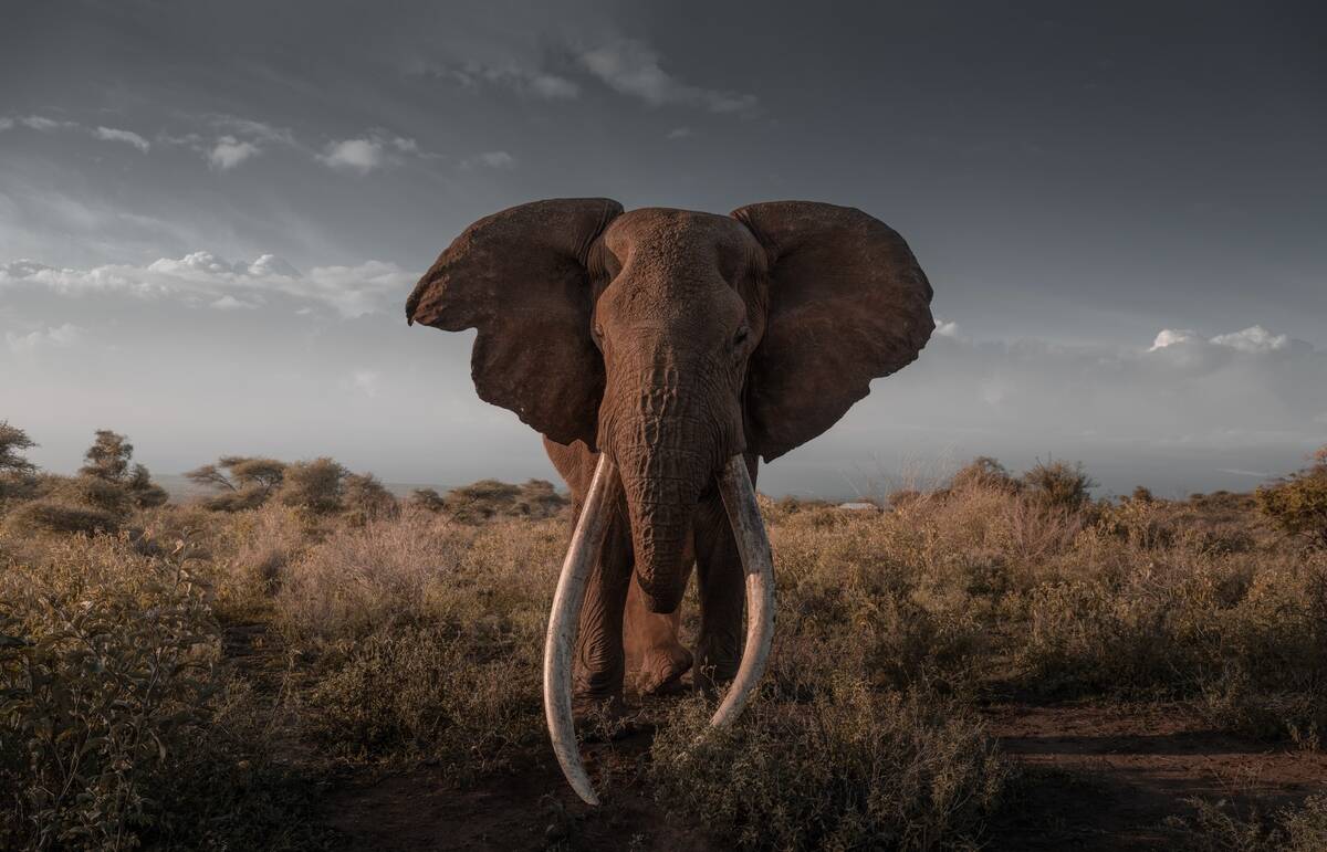 World-famous Elephant Craig Dies At The Age Of 54