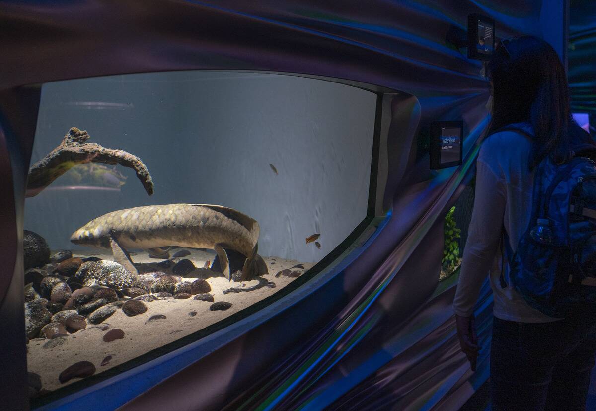 World's Oldest Living Aquarium Fish 'Methuselah' At California Academy Of Sciences
