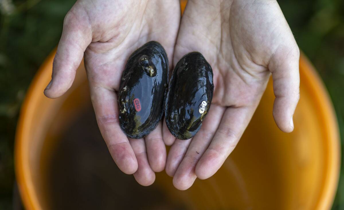 Young river pearl mussels released into the wild