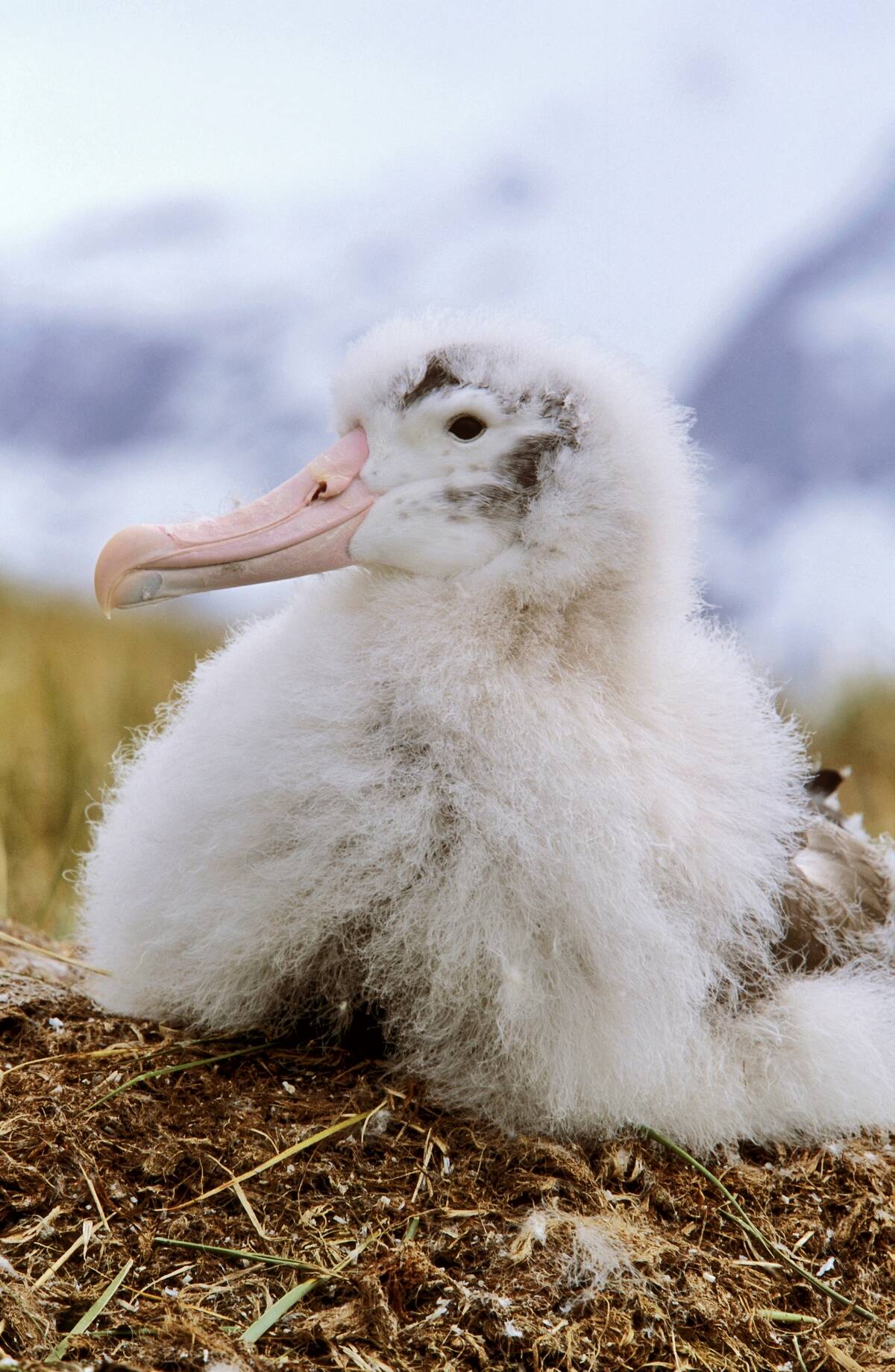 Young Wandering Albatross (diomendea Exulans) Portrait on Nest