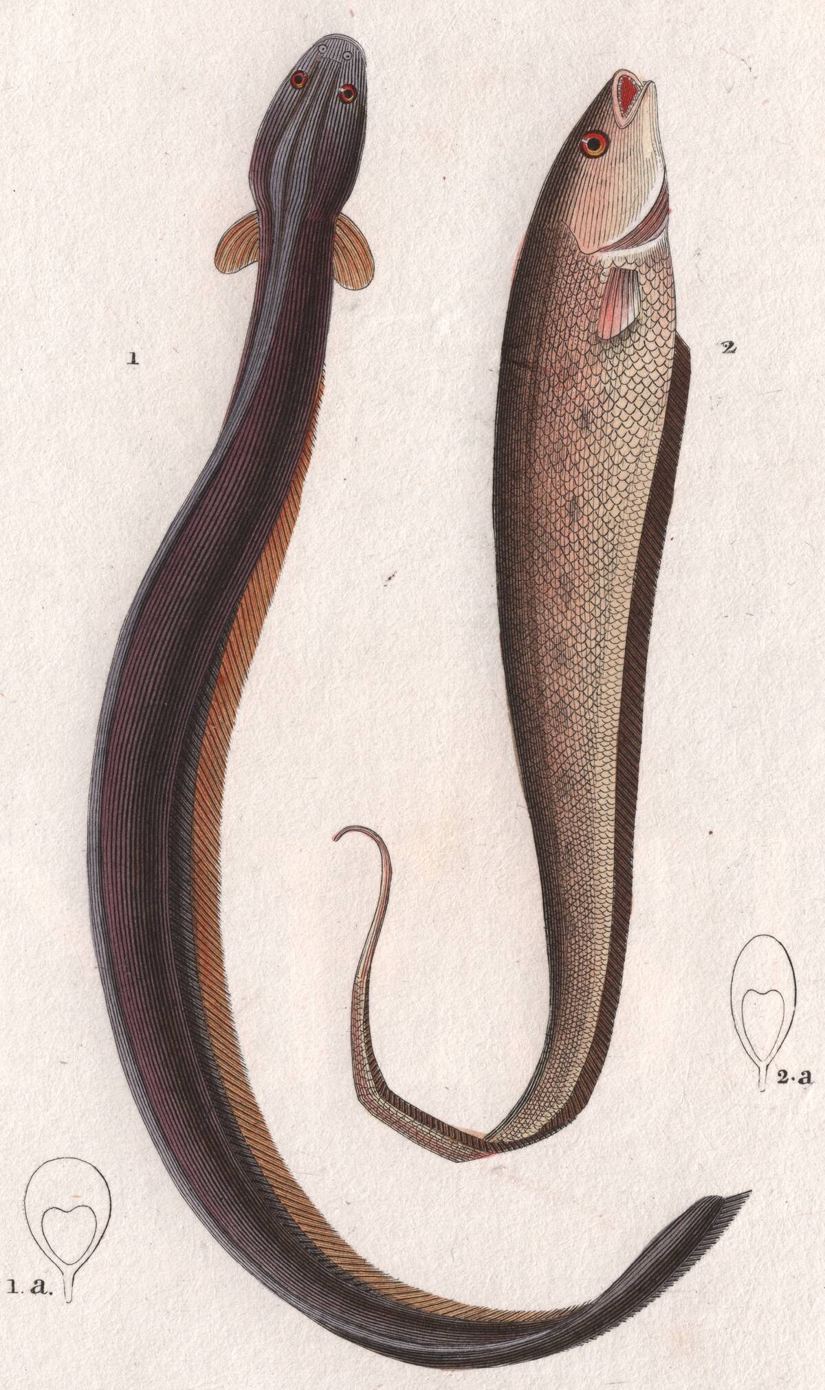 1 Electric eel (Electrophorus electricus), 2 Banded knifefish (Gymnotus carapo), color copper engraving, retouched in watercolor, 9x15 cm