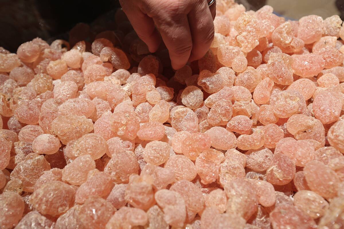 2013 Gruene Woche Agricultural Trade Fair