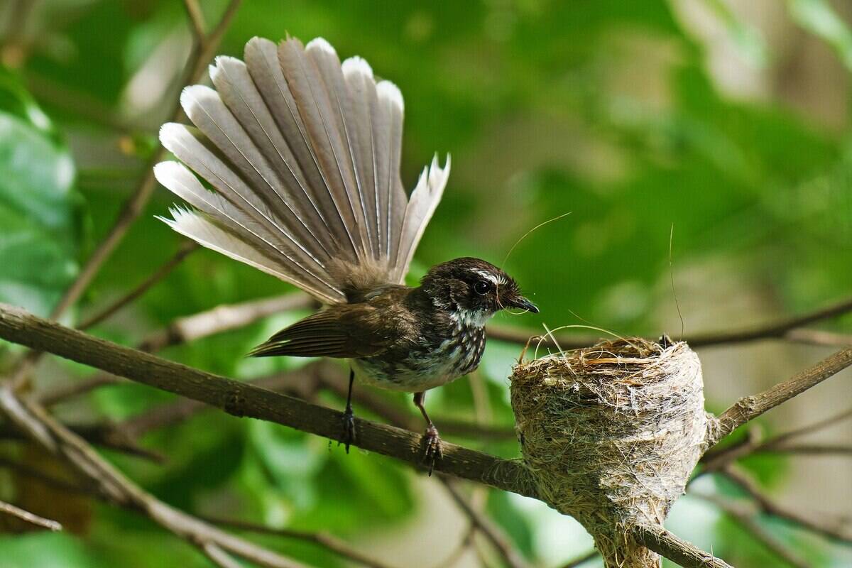 2048px-Fantail_mom_Home-building_with_heart