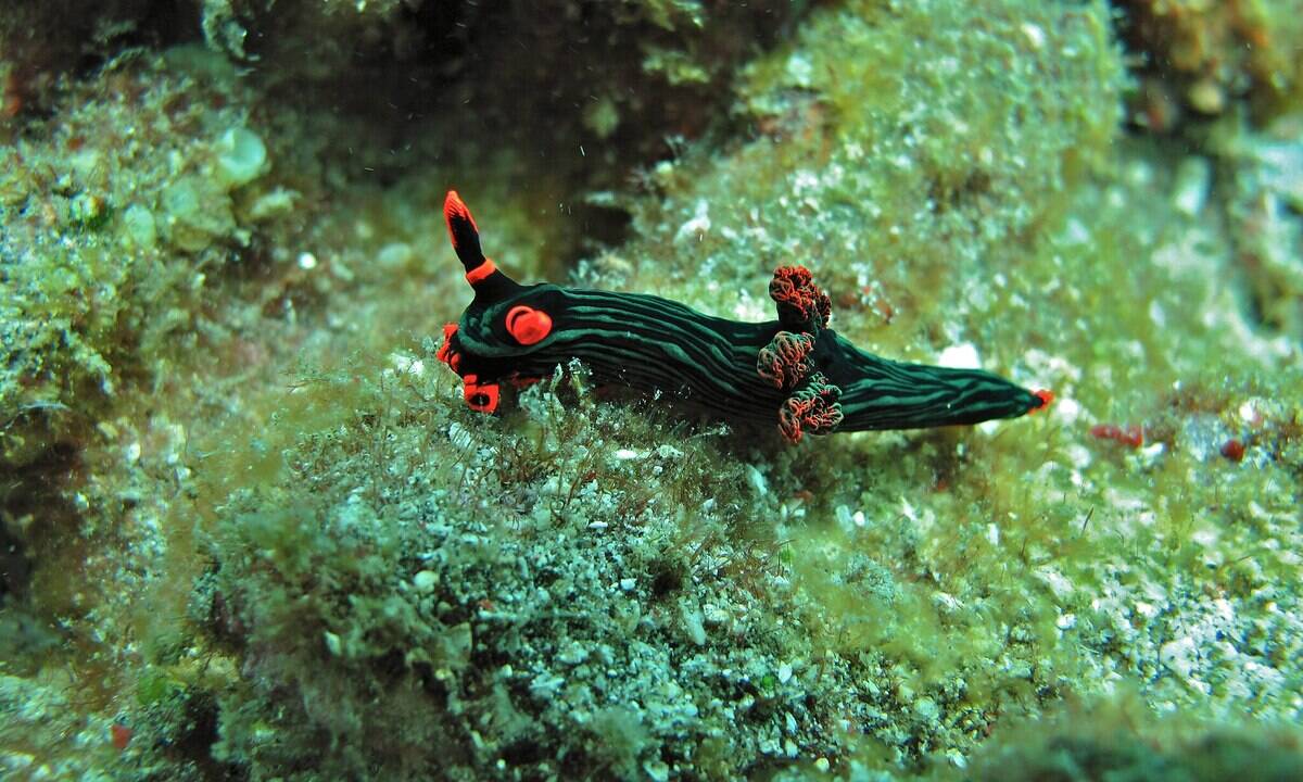 2048px-Sea_Slug_(Nembrotha_kubaryana)_(6059709572)