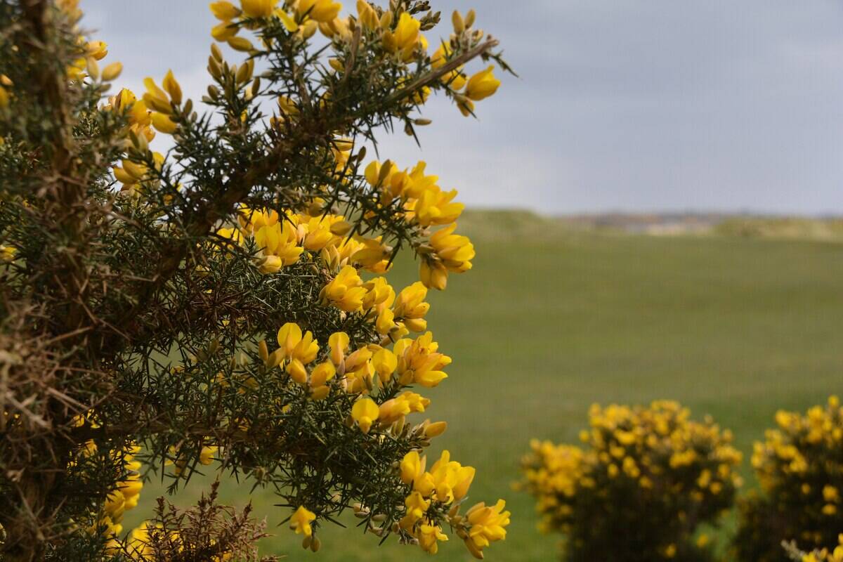 4096px-Fortrose_,_Gorse_Bush_ geograph.org.uk_-_4972769