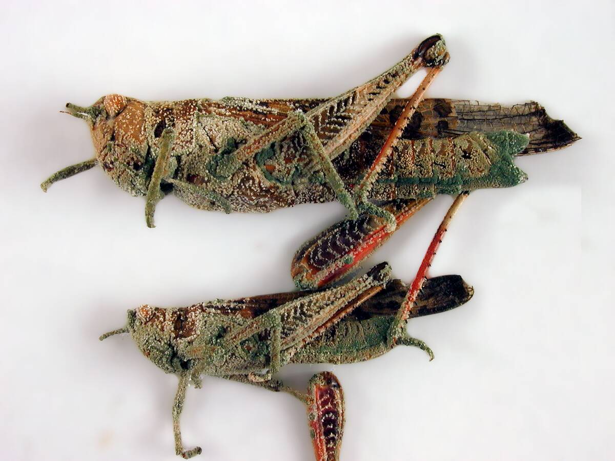 CSIRO_ScienceImage_1367_Locusts_attacked_by_the_fungus_Metarhizium