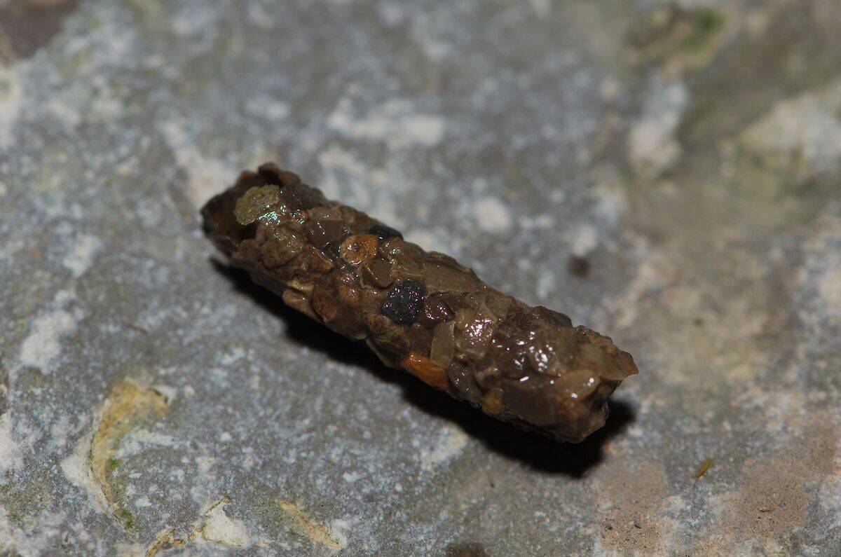 Caddisfly_larvae_(28122816186)