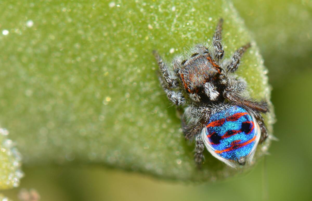 Coastal_peacock_spider