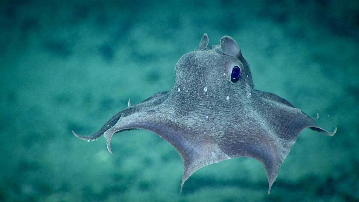 Dumbo_Octopus_(49203817176)