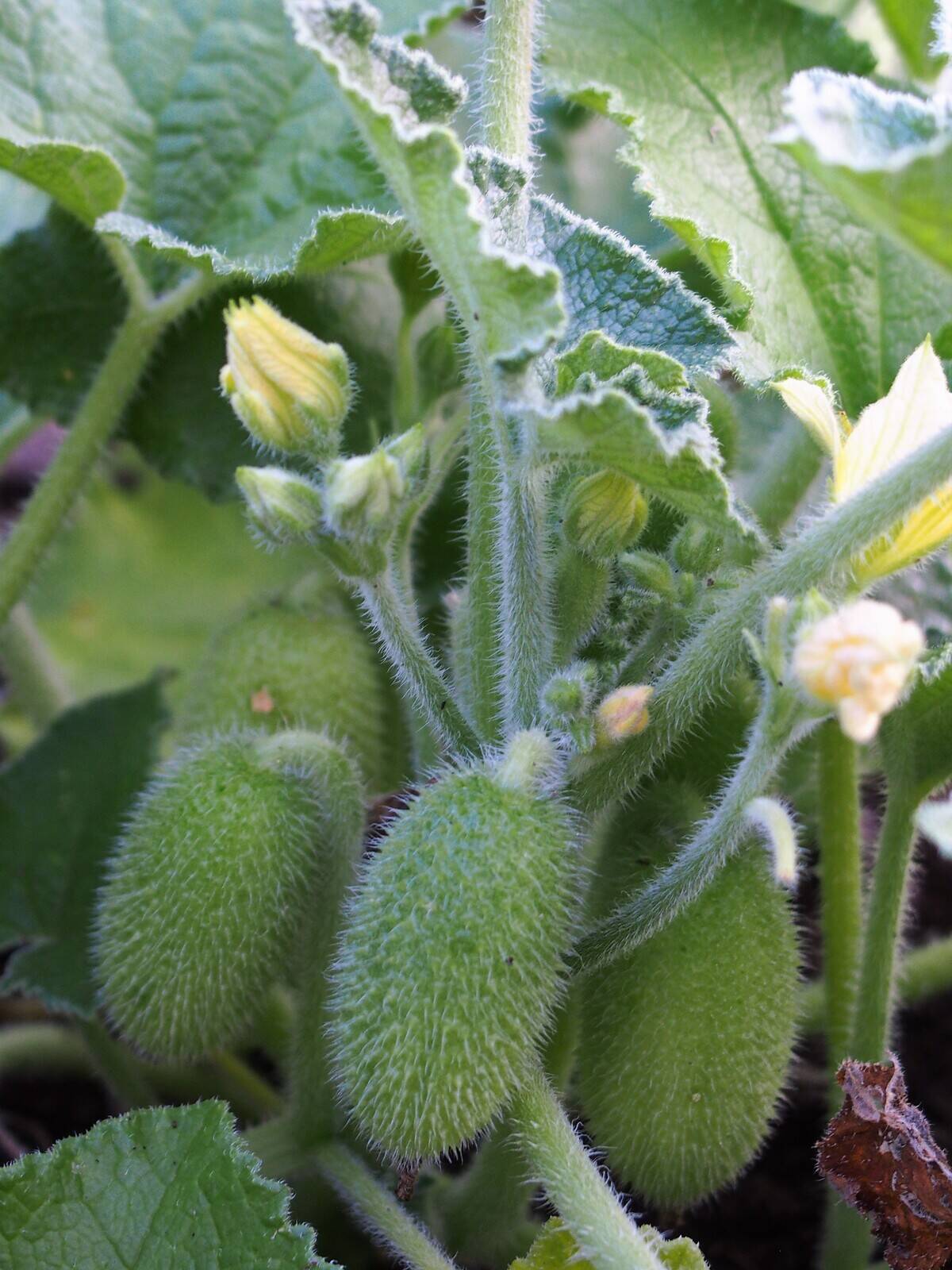 Ecballium_elaterium_Tryskawiec_sprężysty_2020-08-07_07