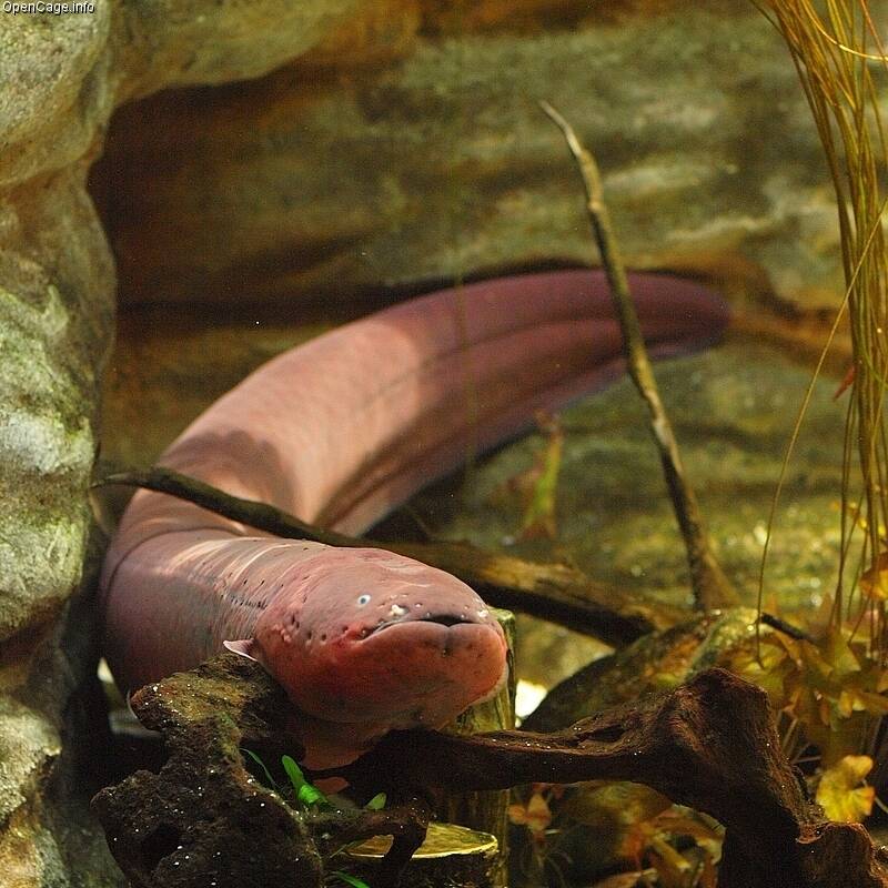 Electric_eel_Electrophorus_electricus (1)