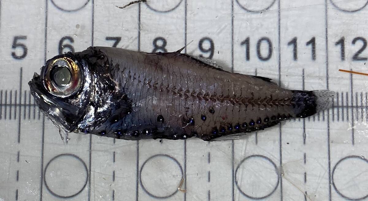 Electrona_risso_specimen