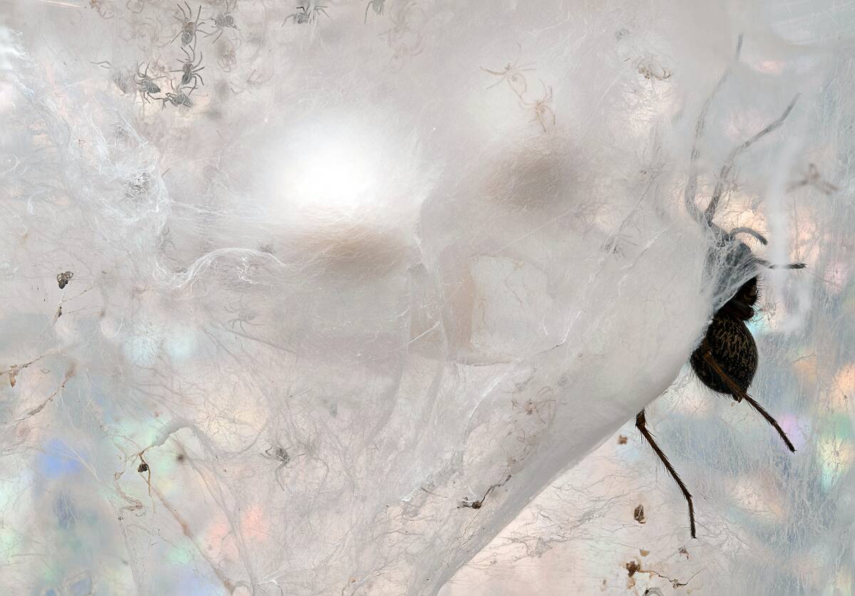 Giant_House_Spider_with_Spiderlings_and_Cocoons