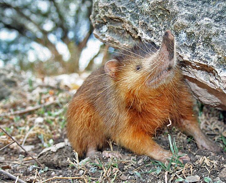 Hispaniolan_Solenodon_crop