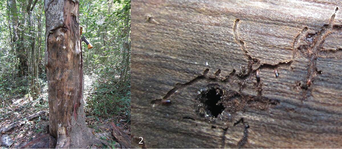 Host_plant_condition_for_Microborus_(10.3897-zookeys.710.14902)_Figures_1–2