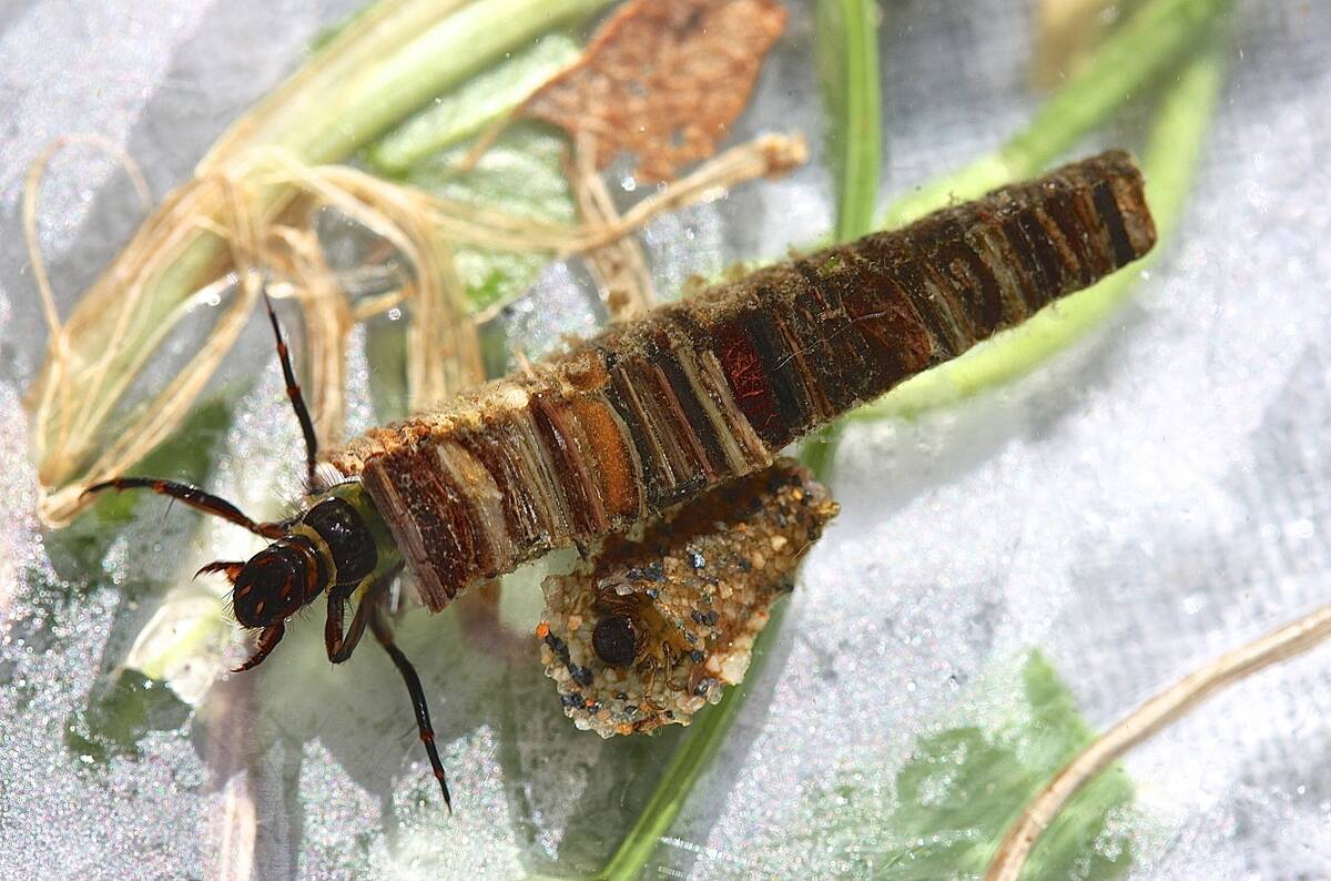 Humpless_caddisfly_larva,_Brachycentrus_appalachia_(8347124425)