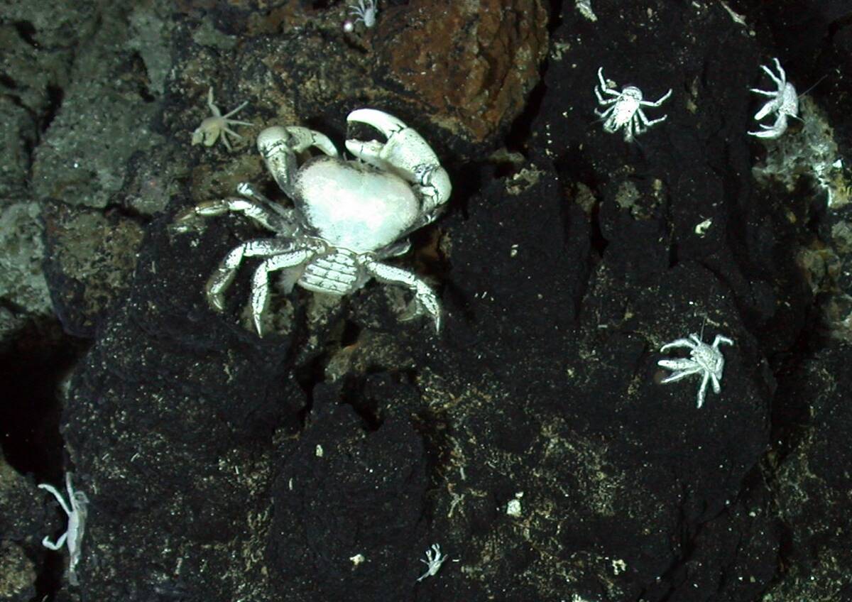 Large_white_crab