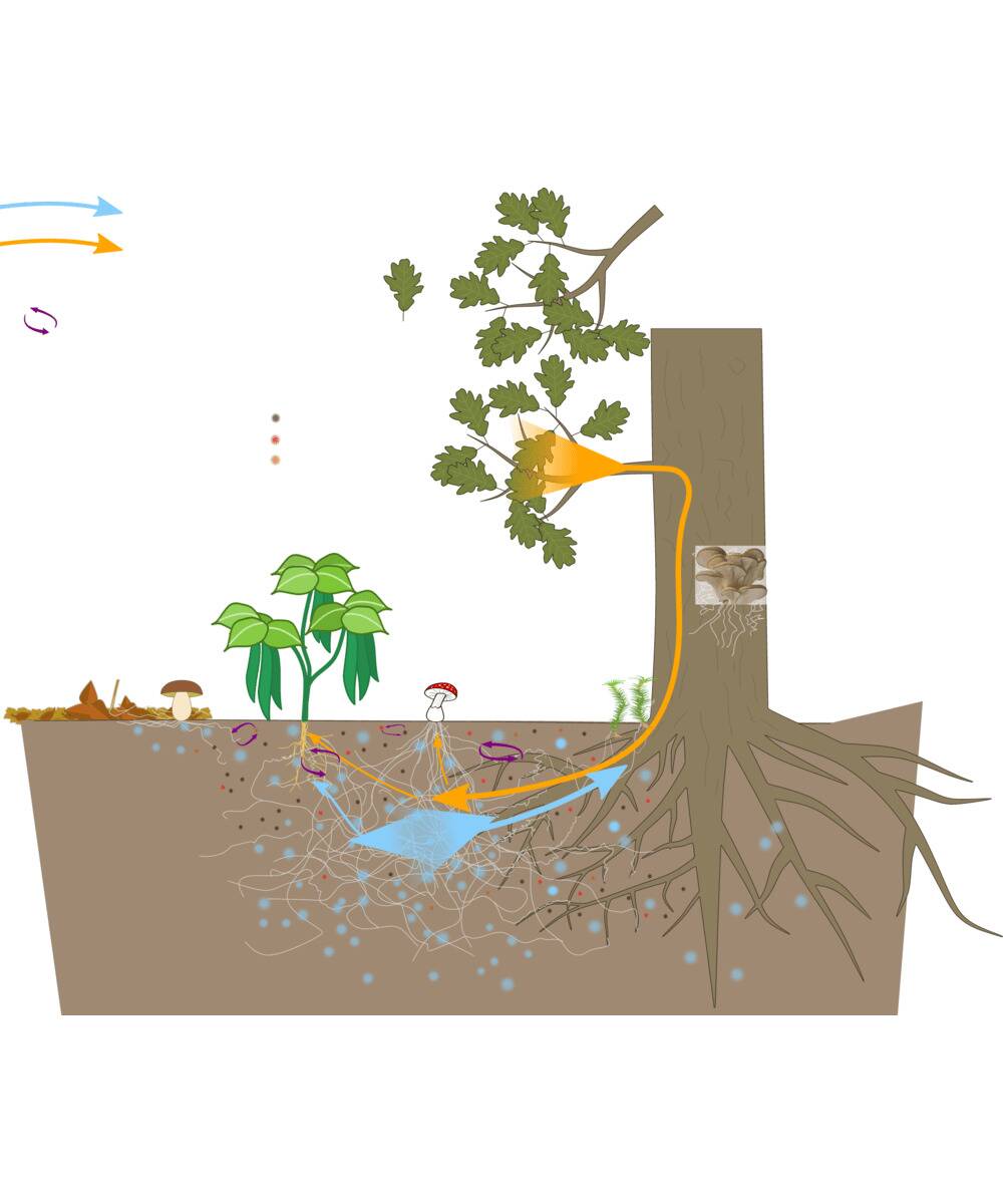 Mycorrhizal_network (1)