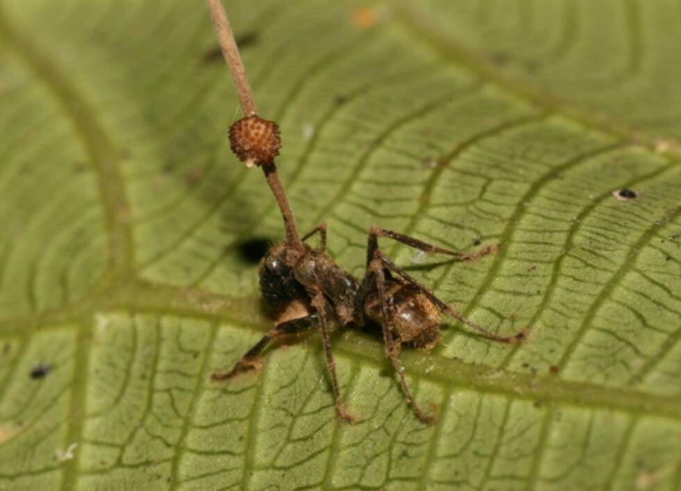 Ophiocordyceps_unilateralis_B