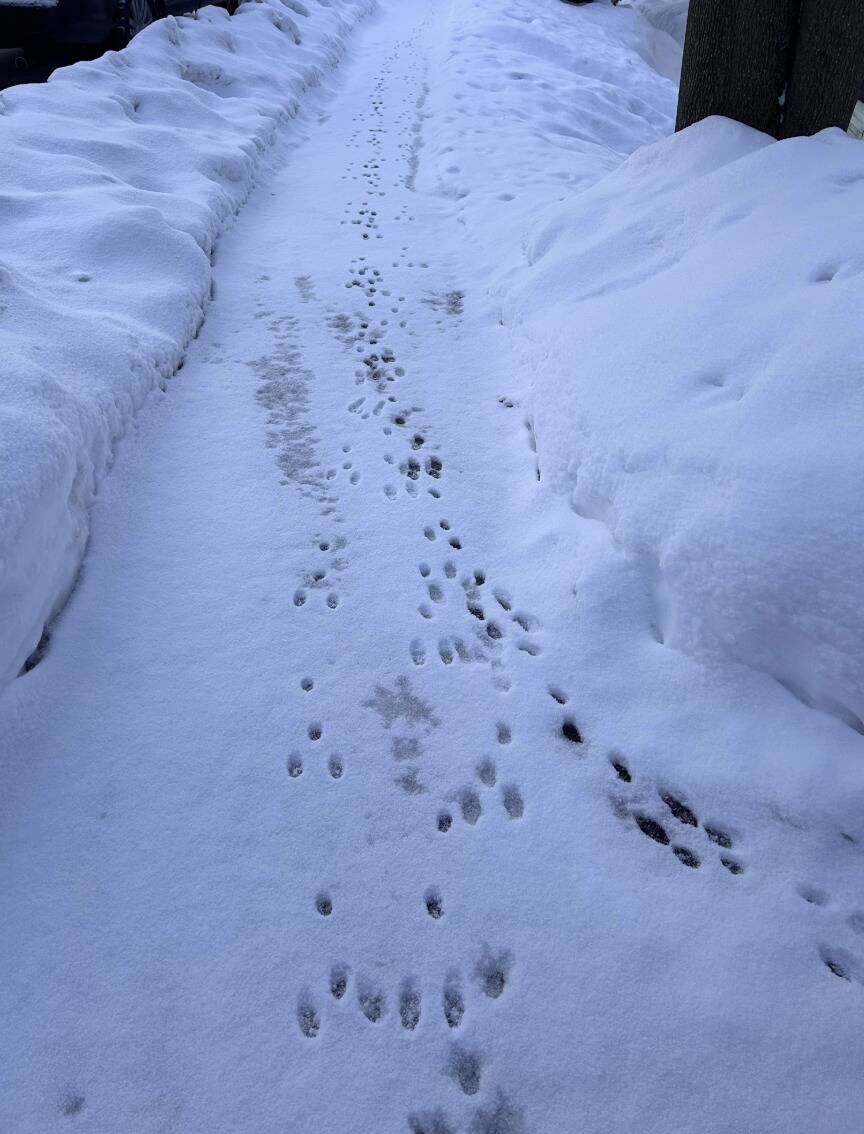 Screenshot 2026-02-11 at 10.17.06 AM