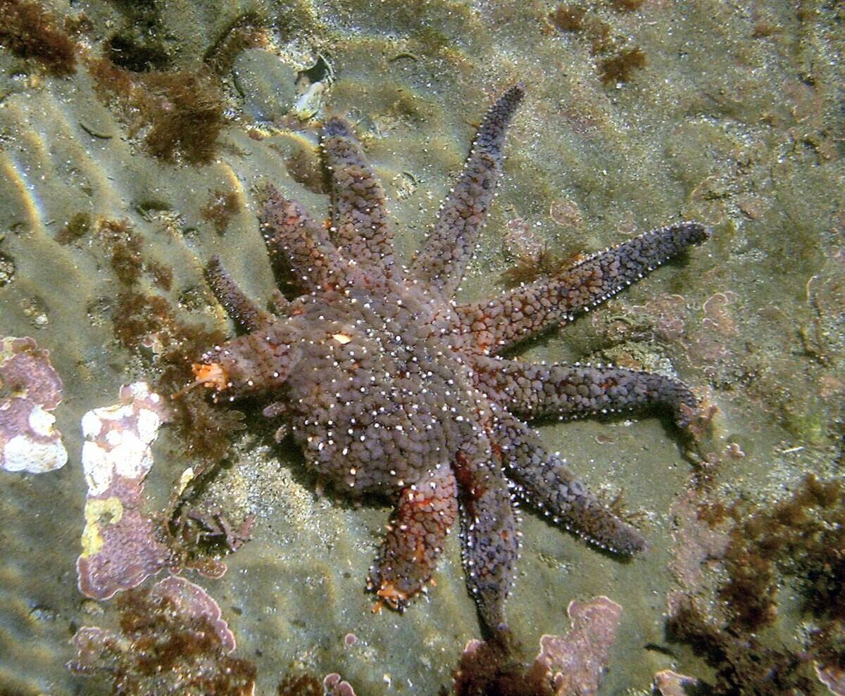 Sea_star_regenerating_legs