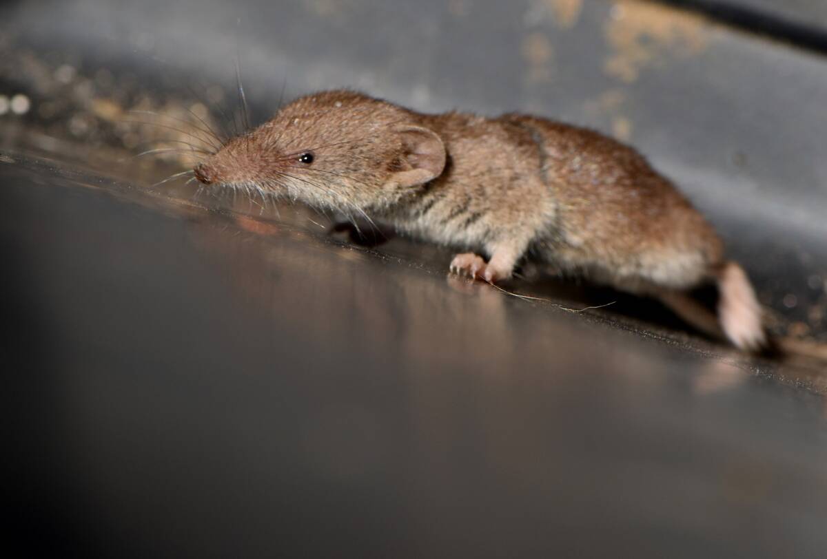 Shrew_(Crocidura_sp)_01