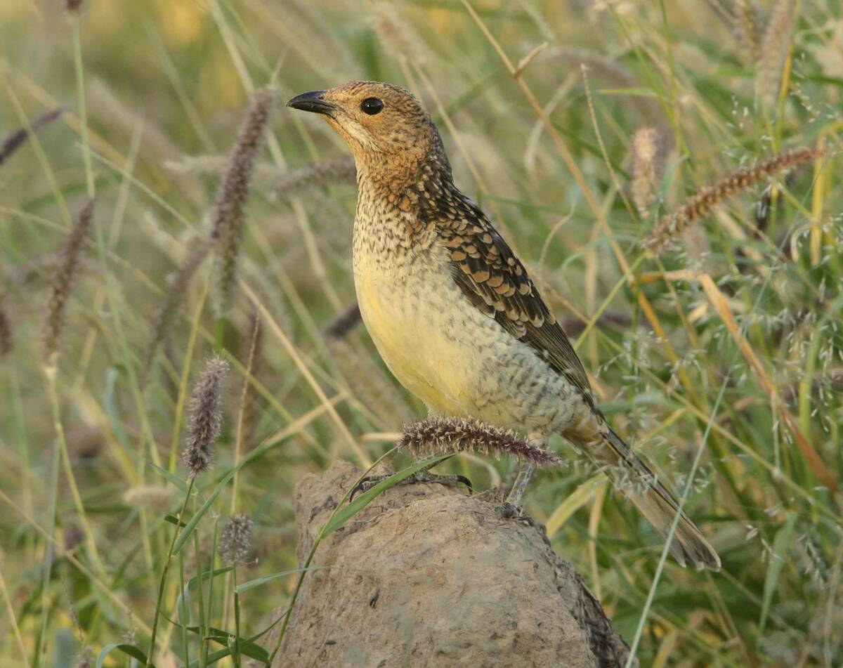Spotted_Bowerbird_ Chlamydera_maculata_(cropped)