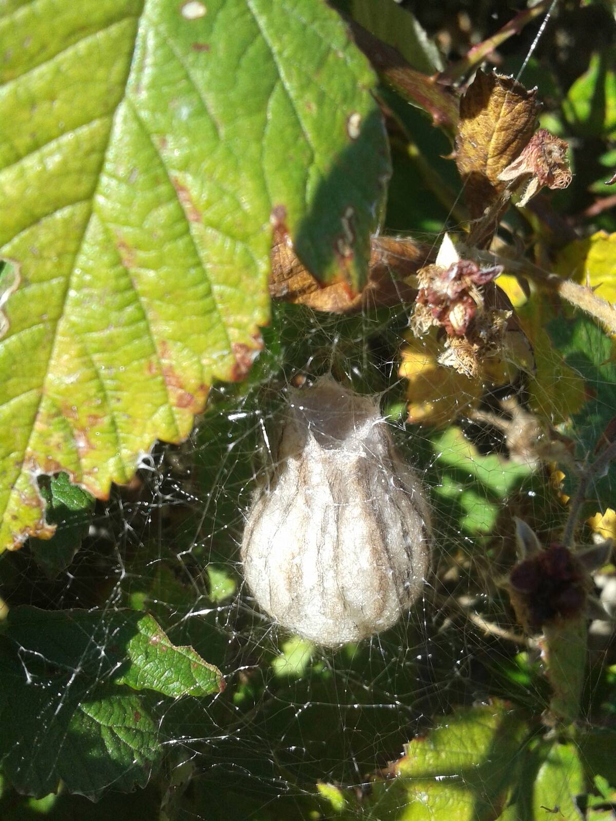 Wasp_Spider_Nest,_Bulbous_bulb_silk_nest_1