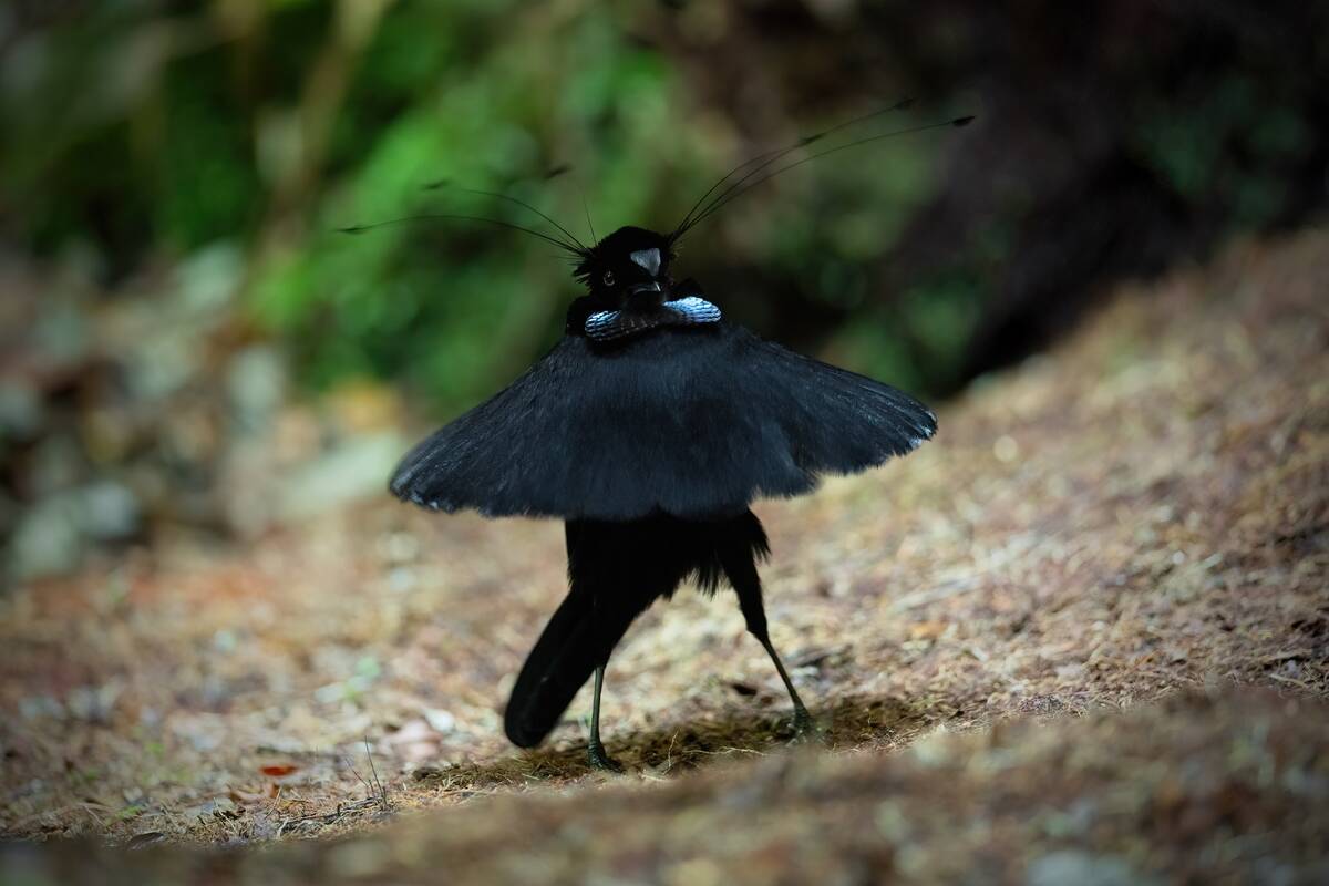 Western_Parotia_displaying_0A2A4392