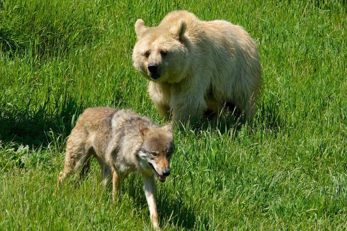 Wolf_Vs_Bear_(40222610)