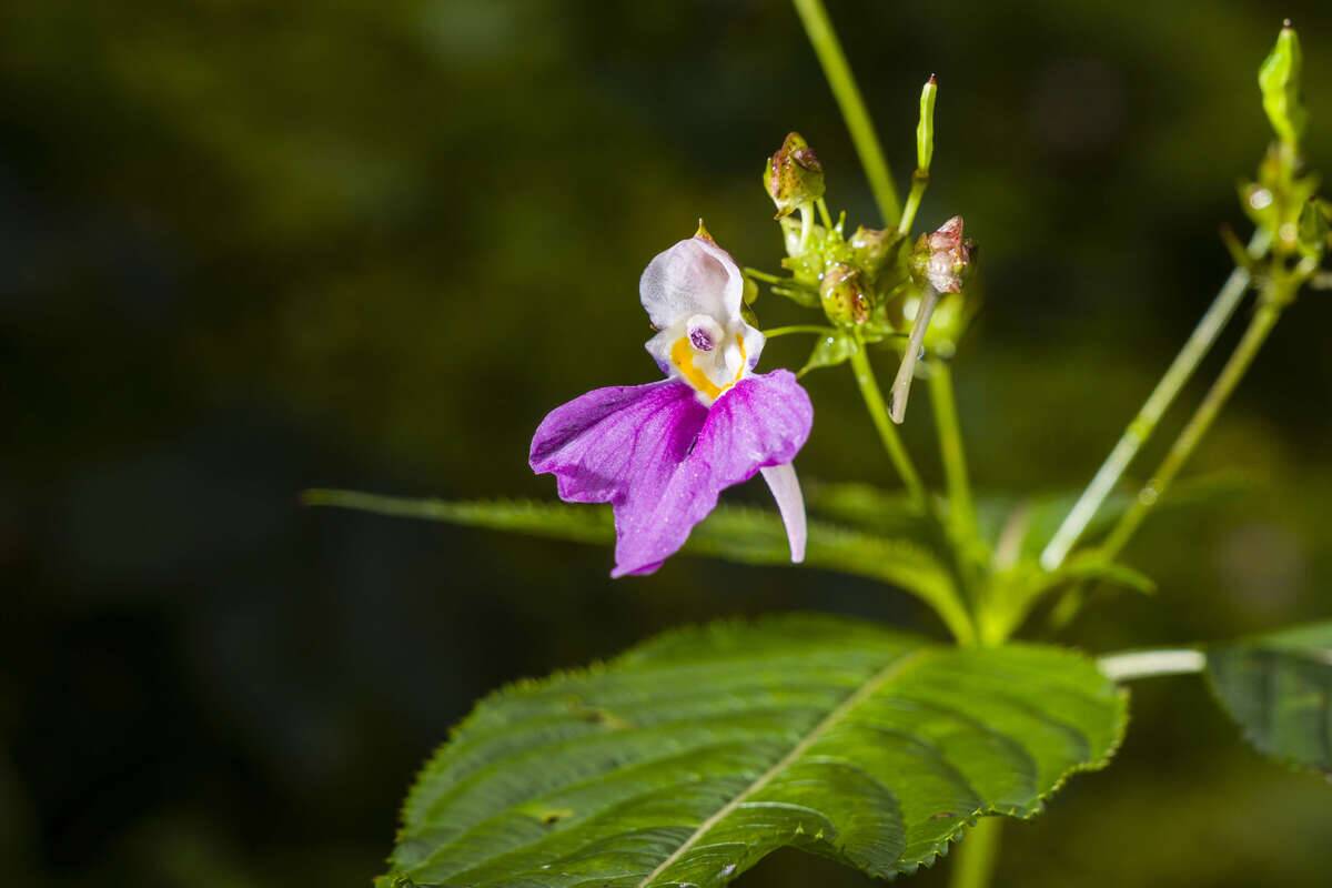 A blooming blossom of Balfour's touch-me-not (Impatiens...