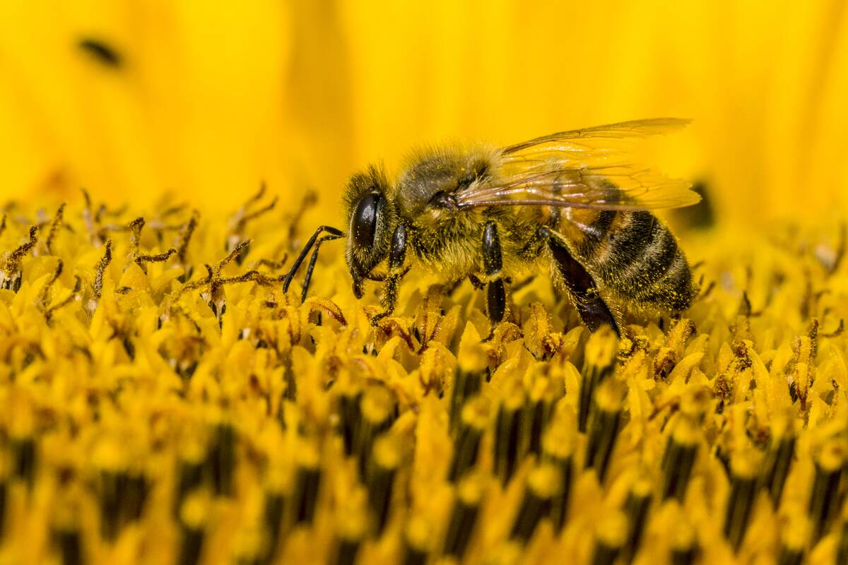 A Carniolan honey bee (Apis mellifera carnica) is collecting...