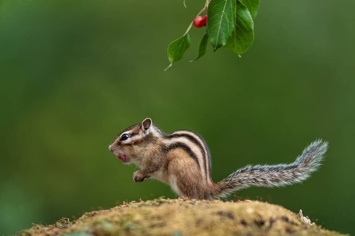 A Chipmunk Eats Fruits In Daqing