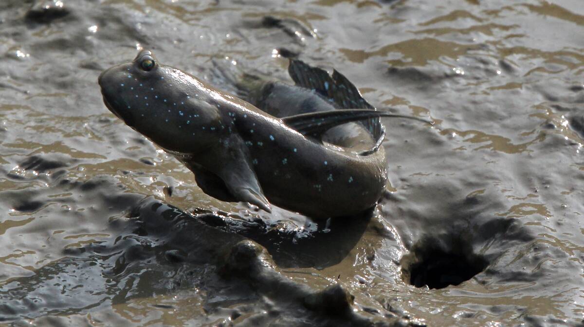 A mudskipper is seen at Hong Kong Wetland Park in Tin Shui Wai. 13NOV12