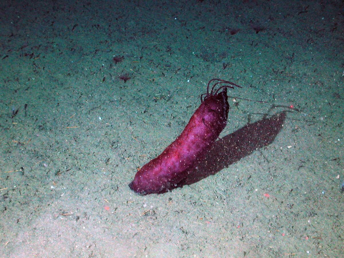 A sea cucumber