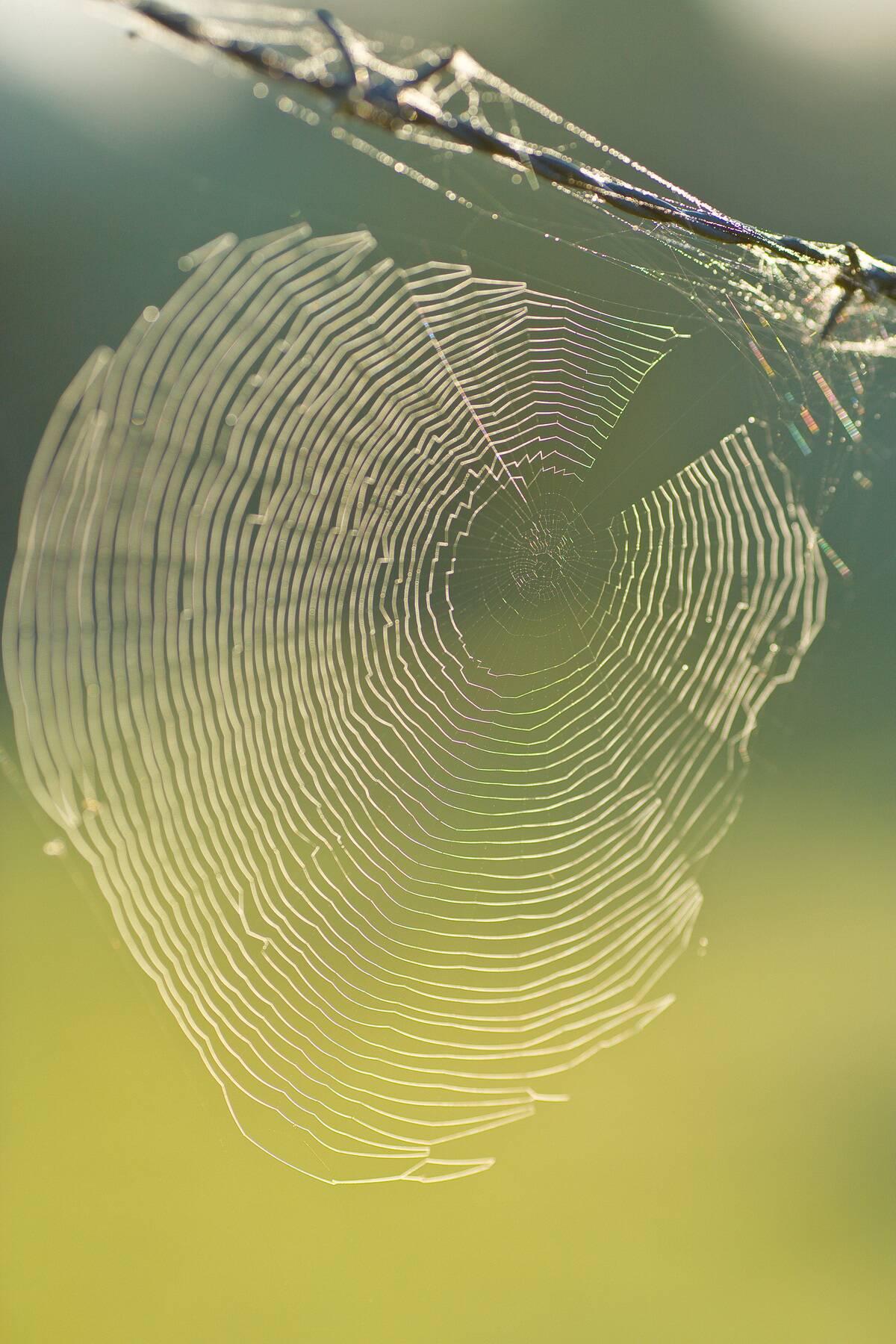 A spider's web