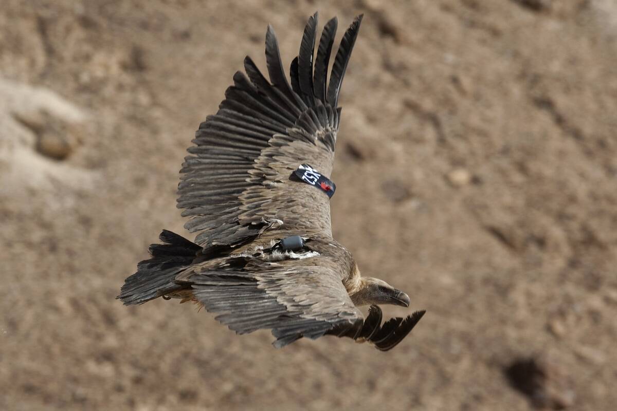 A vulture carrying a GPS satellite trans