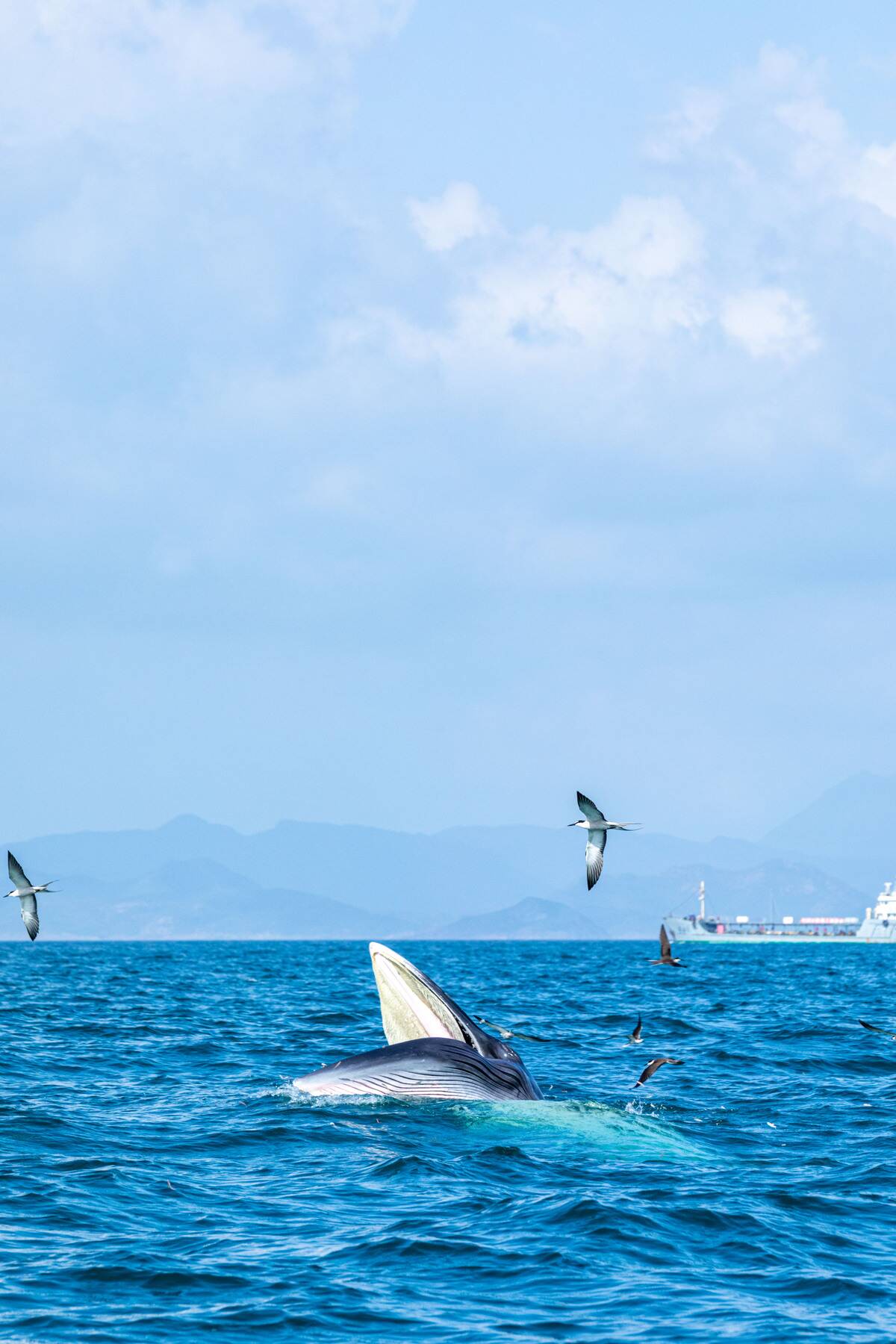 A Whale Appears Off The Coast Of Shenzhen