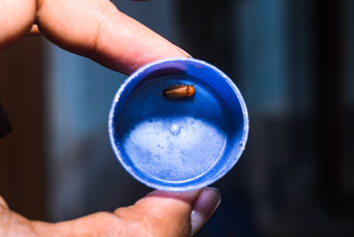 Abscondita Firefly - Firefly Numbers Decline Near Urban Artificial Light Pollution