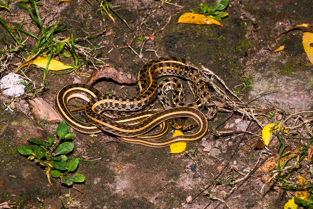 Amphiesma Stolatum In India