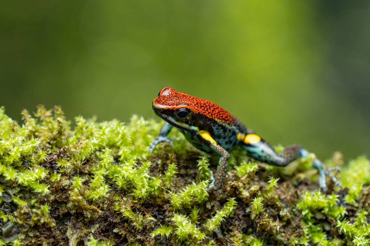An Ecuador Poison Frog, Ameerega bilinguis, in the Napo River Basin in Amazonian Ecuador