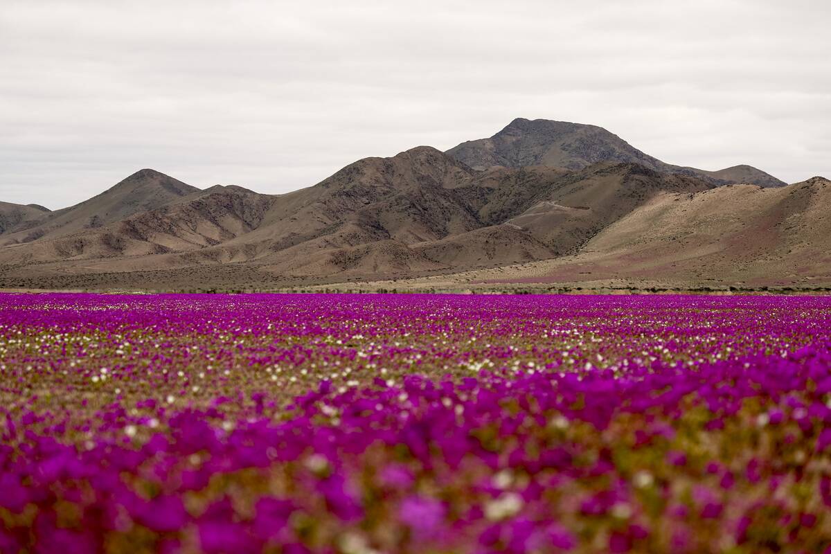Atacama Desert, the driest in the world, blooms in Chile following unusual rainfall